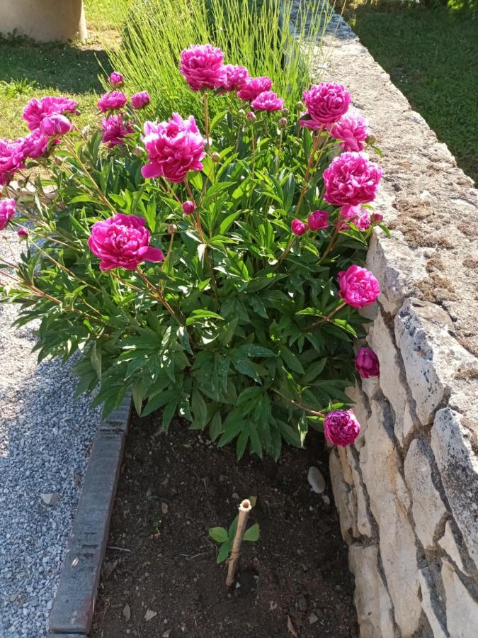 Potpićan Guesthouse Marija מראה חיצוני תמונה